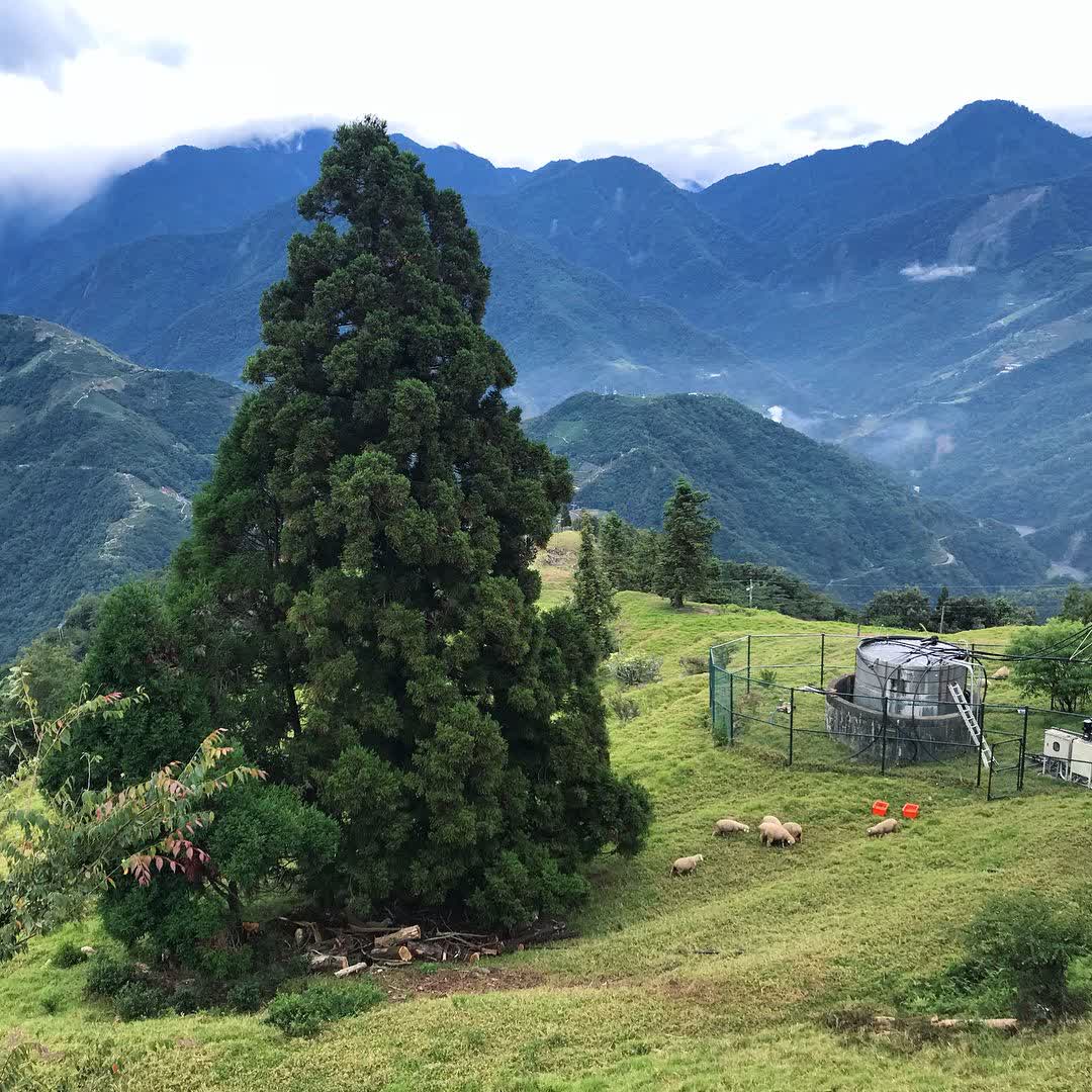 清境農場青青草原 | 去趣 chicTrip