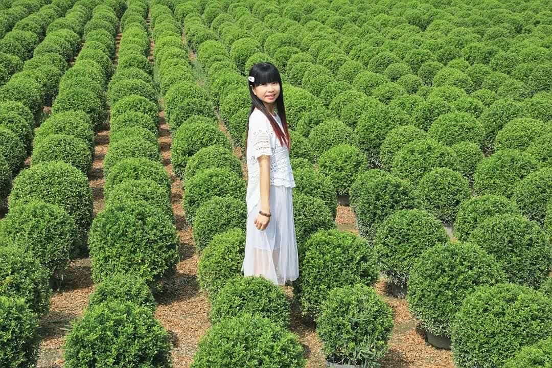 彰化田尾波波草 | 去趣 chicTrip
