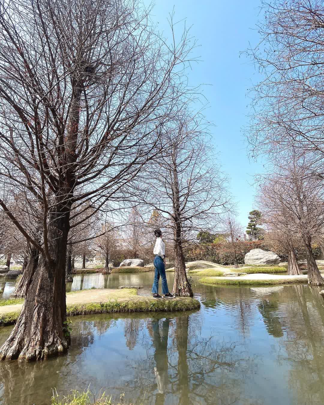 青埔落羽松秘境 | 去趣 chicTrip