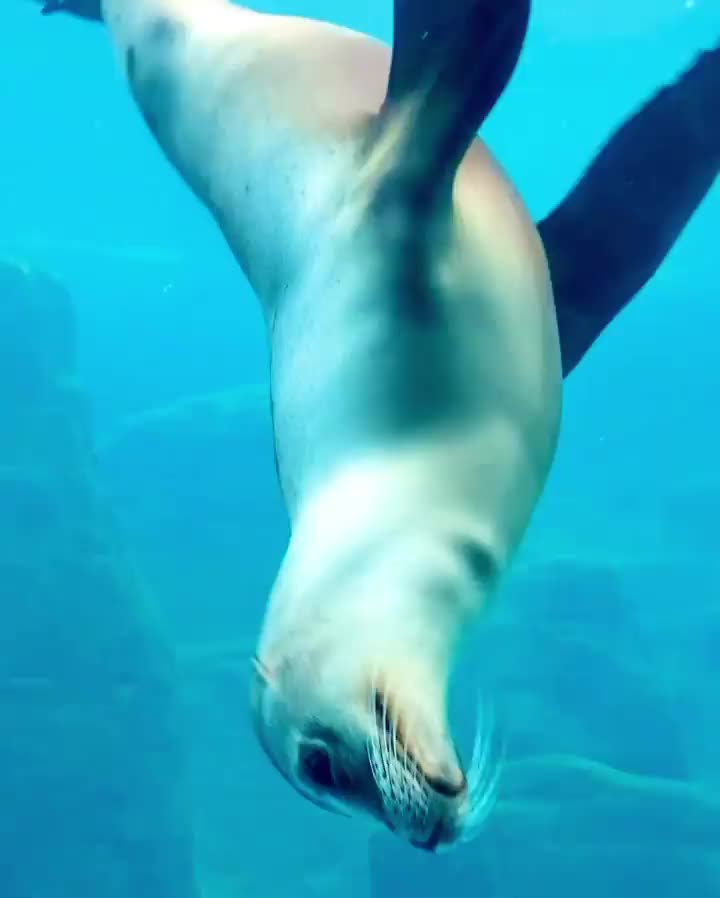 遠雄海洋公園 | 去趣 chicTrip