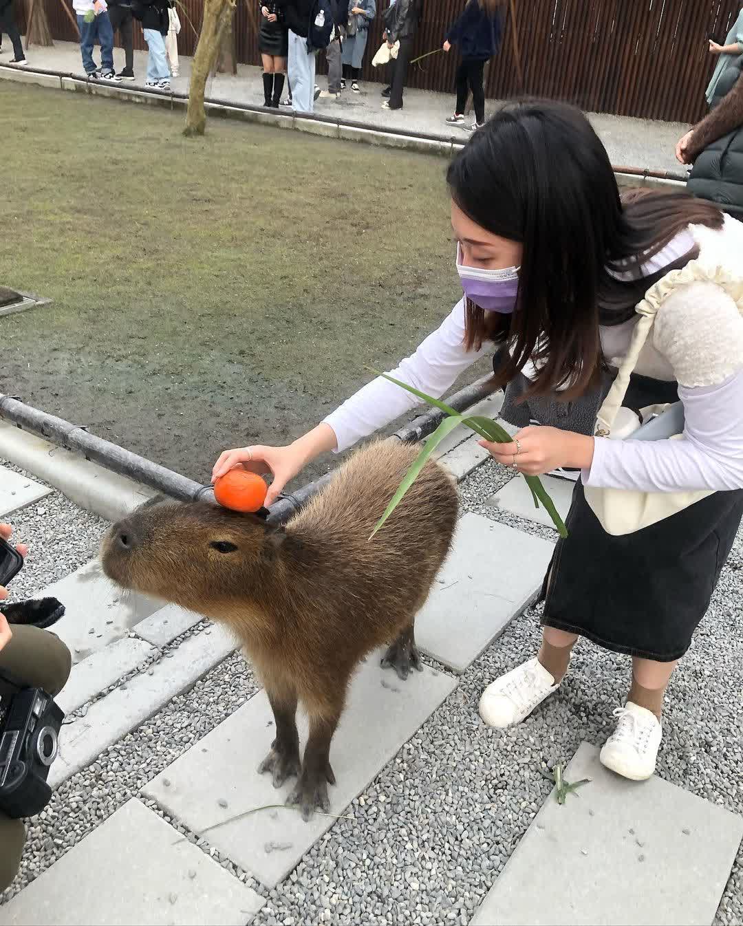 張美阿嬤農場（月森甯手作工坊） | 去趣 chicTrip