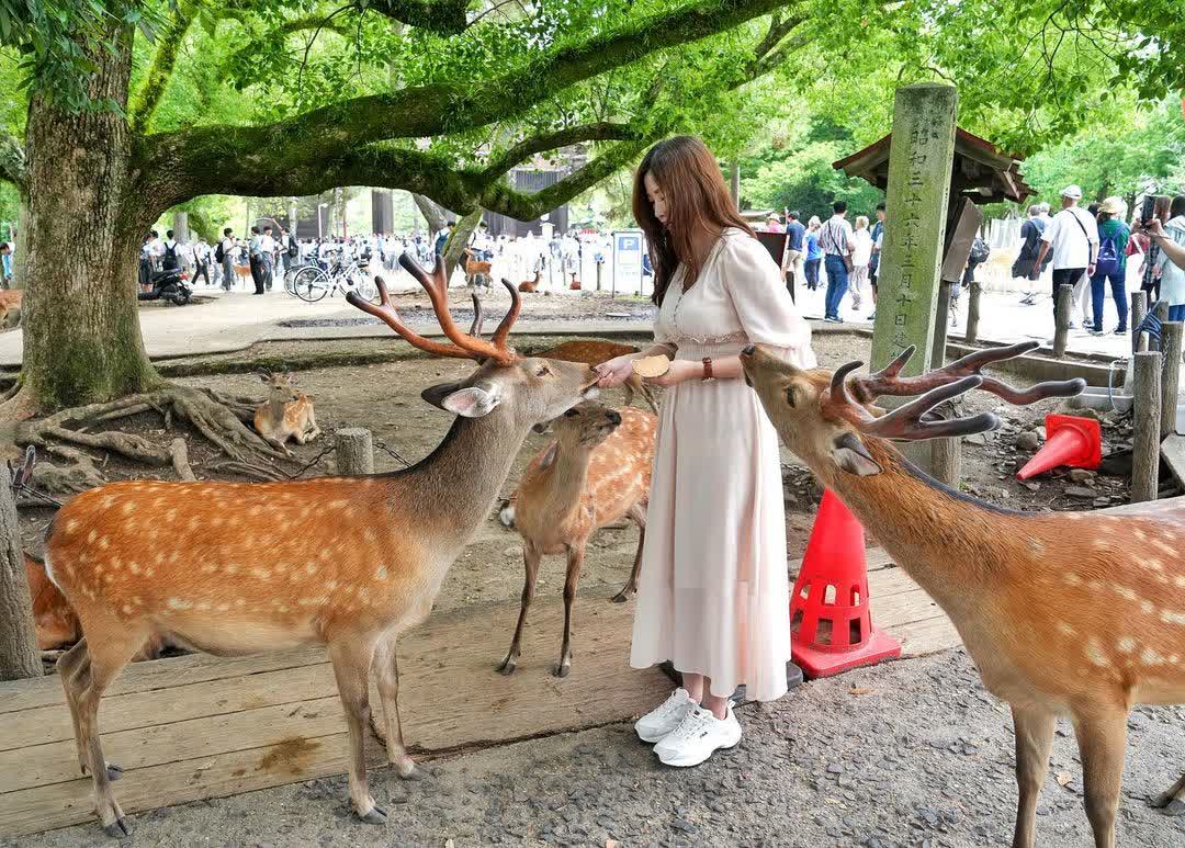 奈良公園 | 去趣 chicTrip