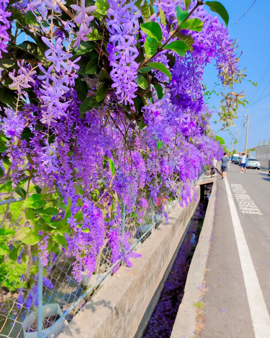 彰化田尾波波草 | 去趣 chicTrip