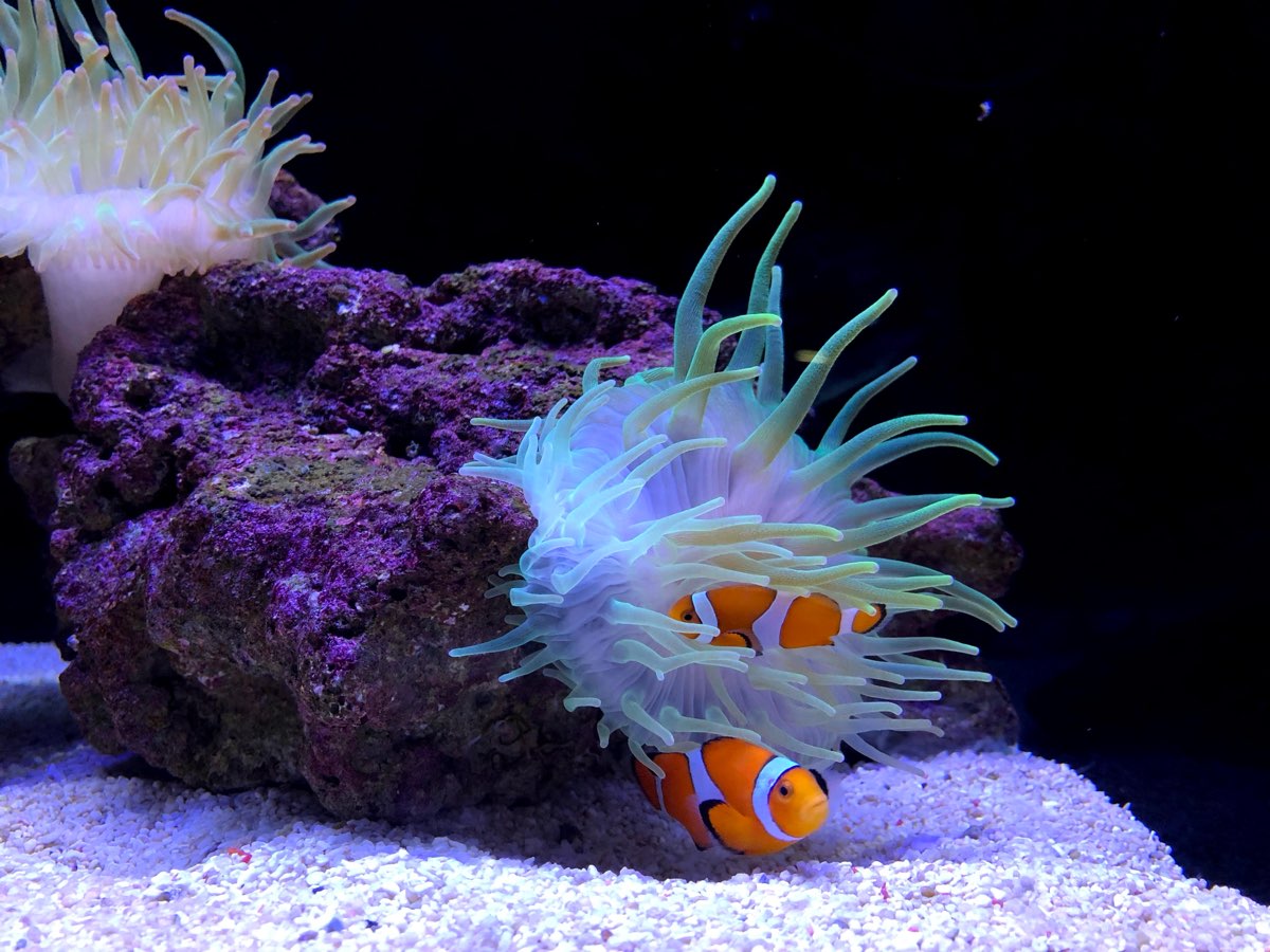 墨田水族館 | 去趣 chicTrip