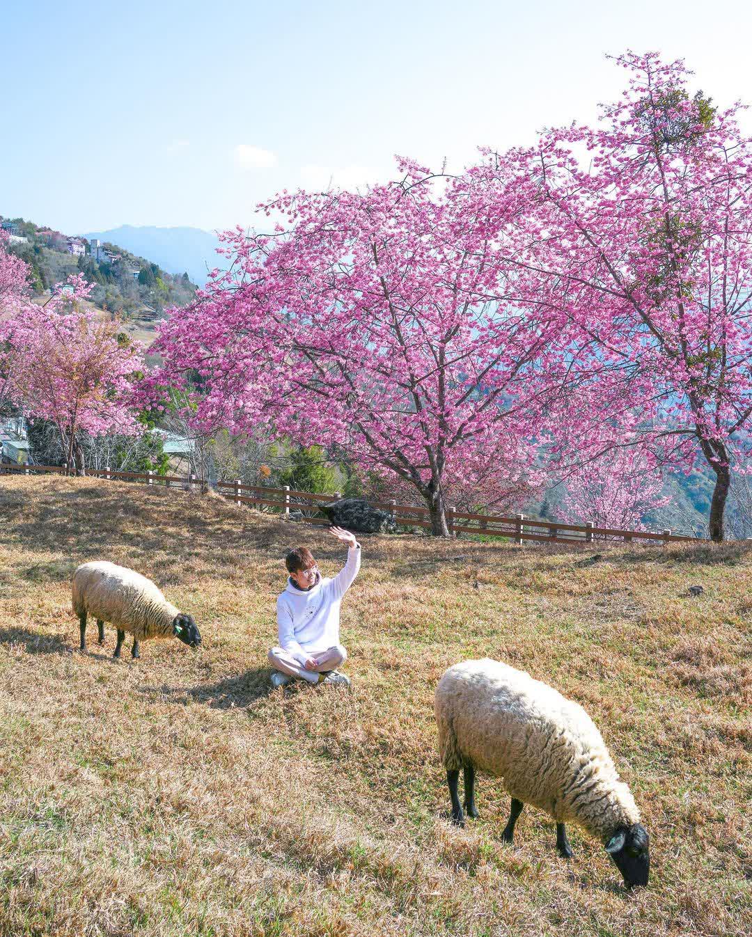 清境農場青青草原 | 去趣 chicTrip