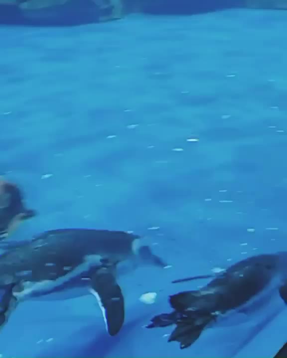 Xpark 水族館 | 去趣 chicTrip