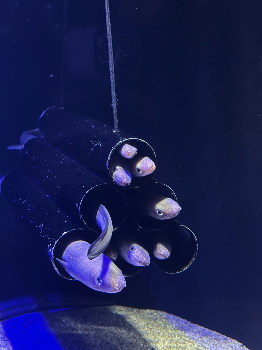 四國水族館 | 去趣 chicTrip