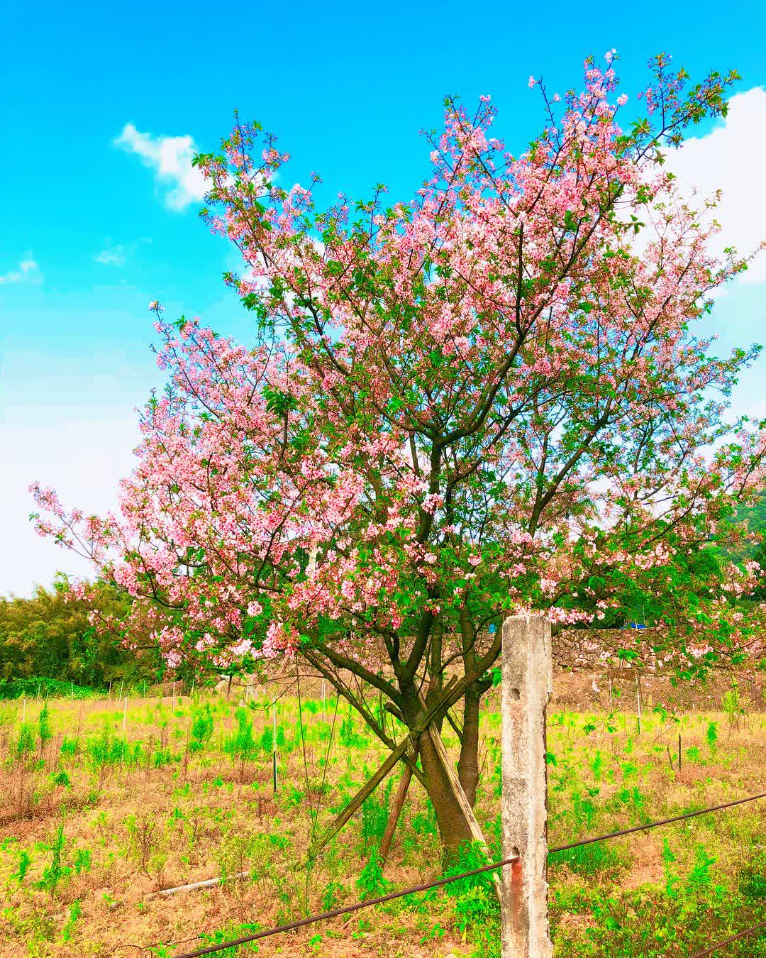 無極天元宮 | 去趣 chicTrip