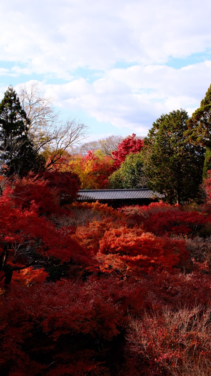 東福寺 | 去趣 chicTrip