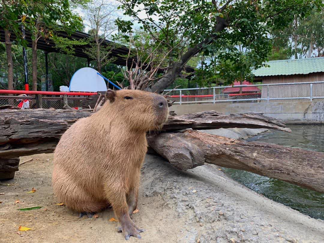 頑皮世界野生動物園 | 去趣 chicTrip