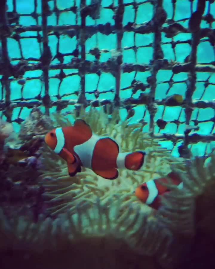 部瀨名海中公園 海中觀景塔 | 去趣 chicTrip