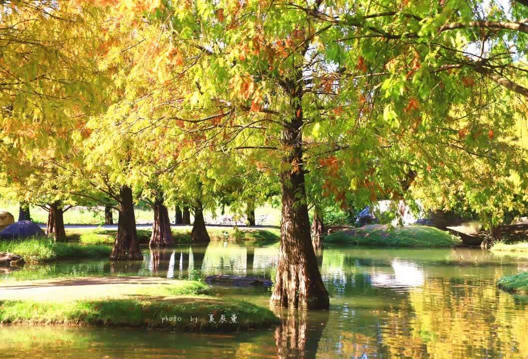 青埔落羽松秘境 | 去趣 chicTrip