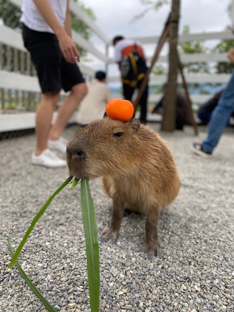 張美阿嬤農場（月森甯手作工坊） | 去趣 chicTrip