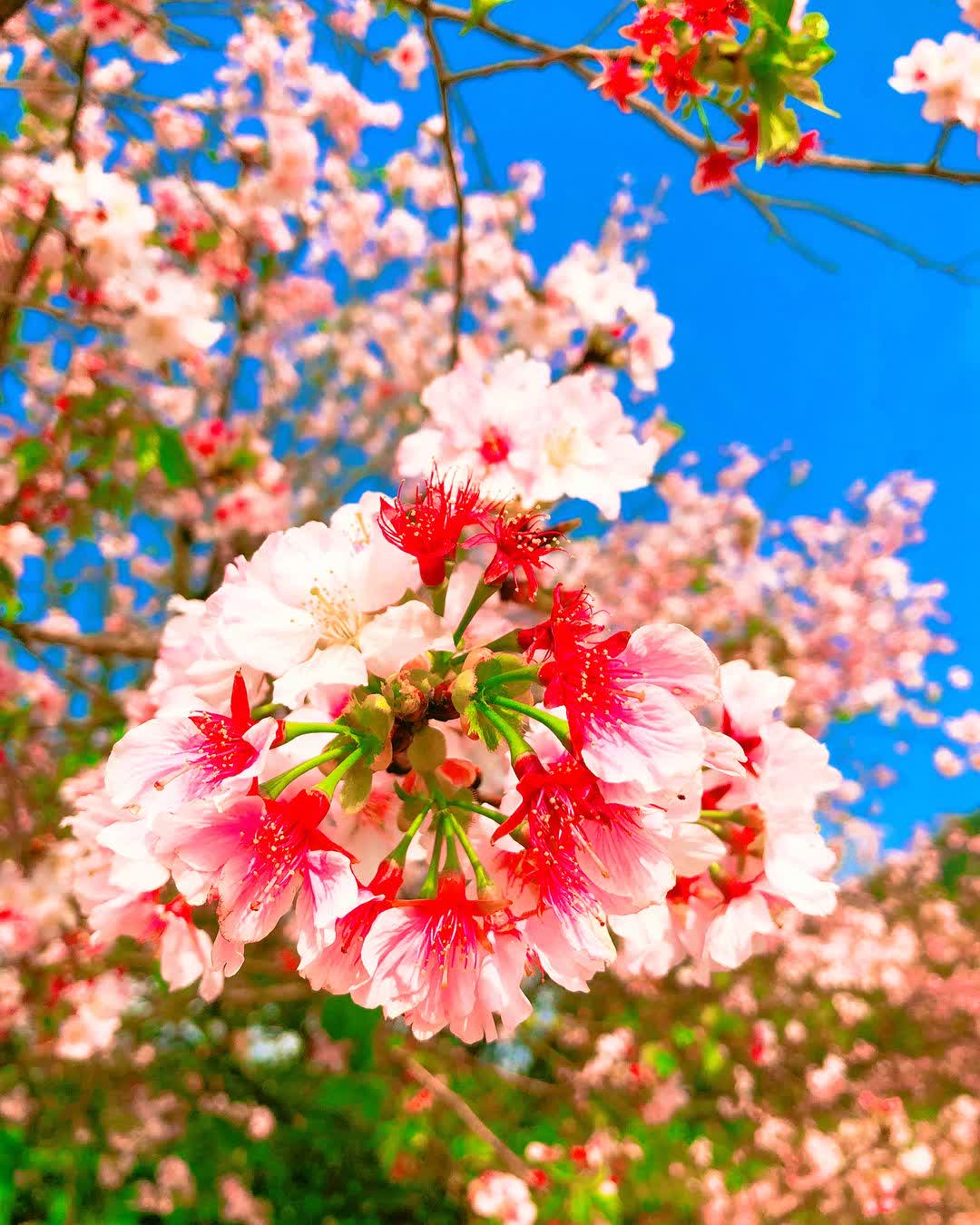 無極天元宮 | 去趣 chicTrip