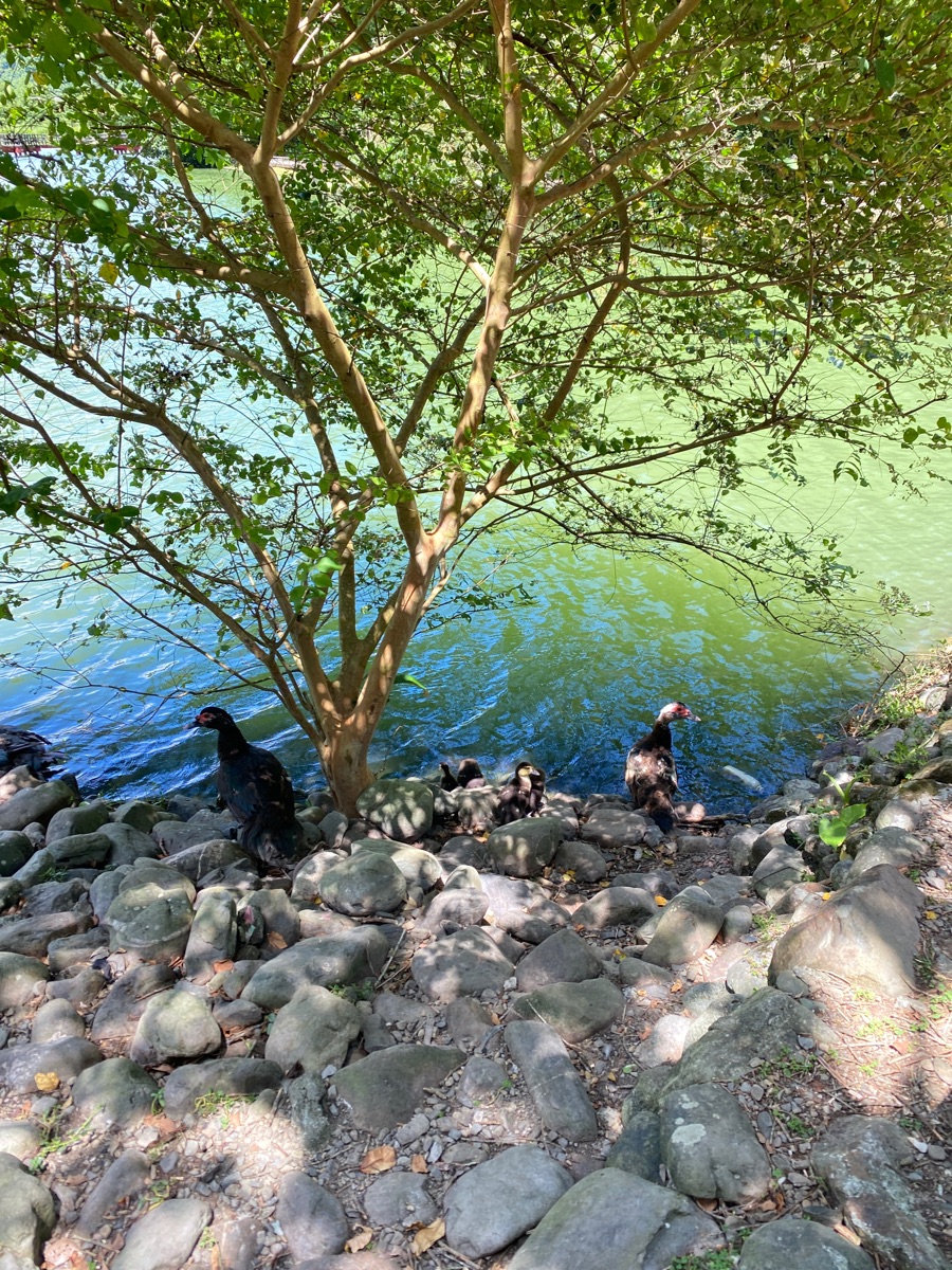 望龍埤花田村湖畔咖啡 | 去趣 chicTrip