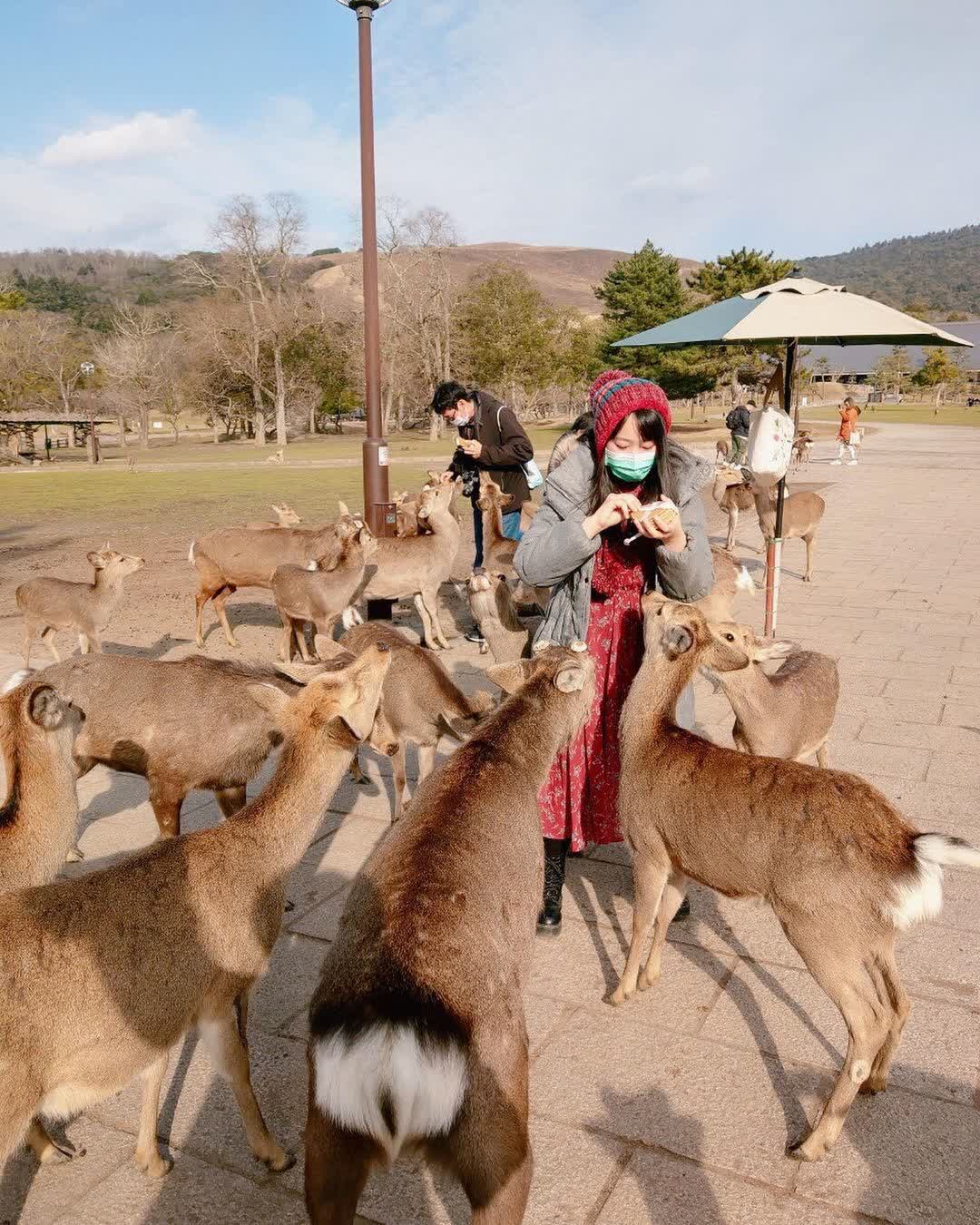 奈良公園 | 去趣 chicTrip