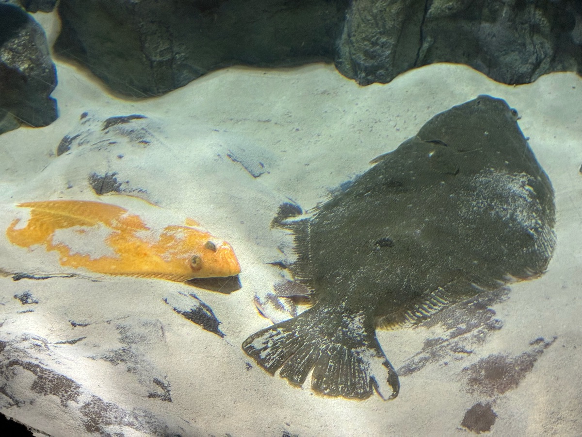 鳥羽水族館 | 去趣 chicTrip