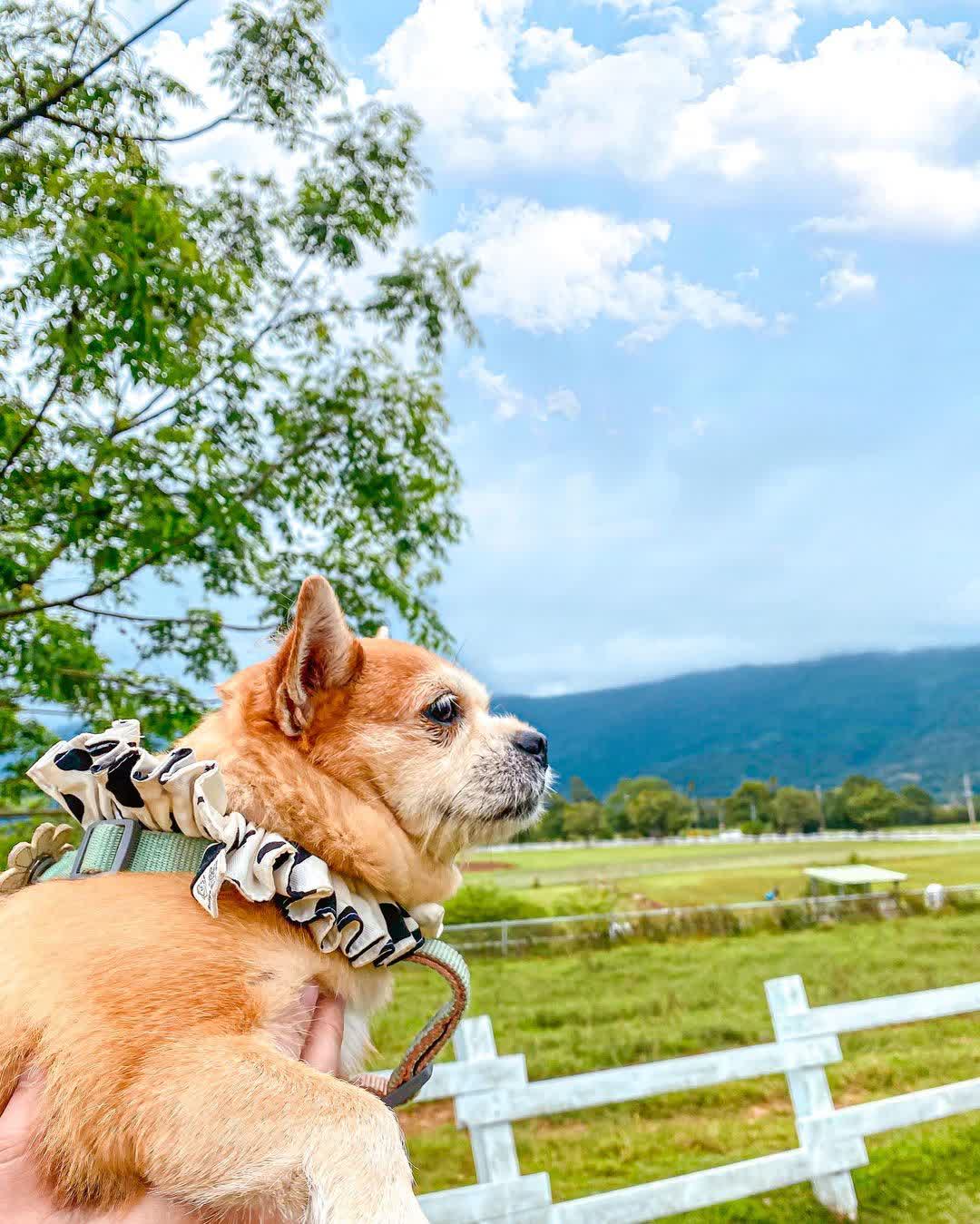 初鹿牧場 | 去趣 chicTrip