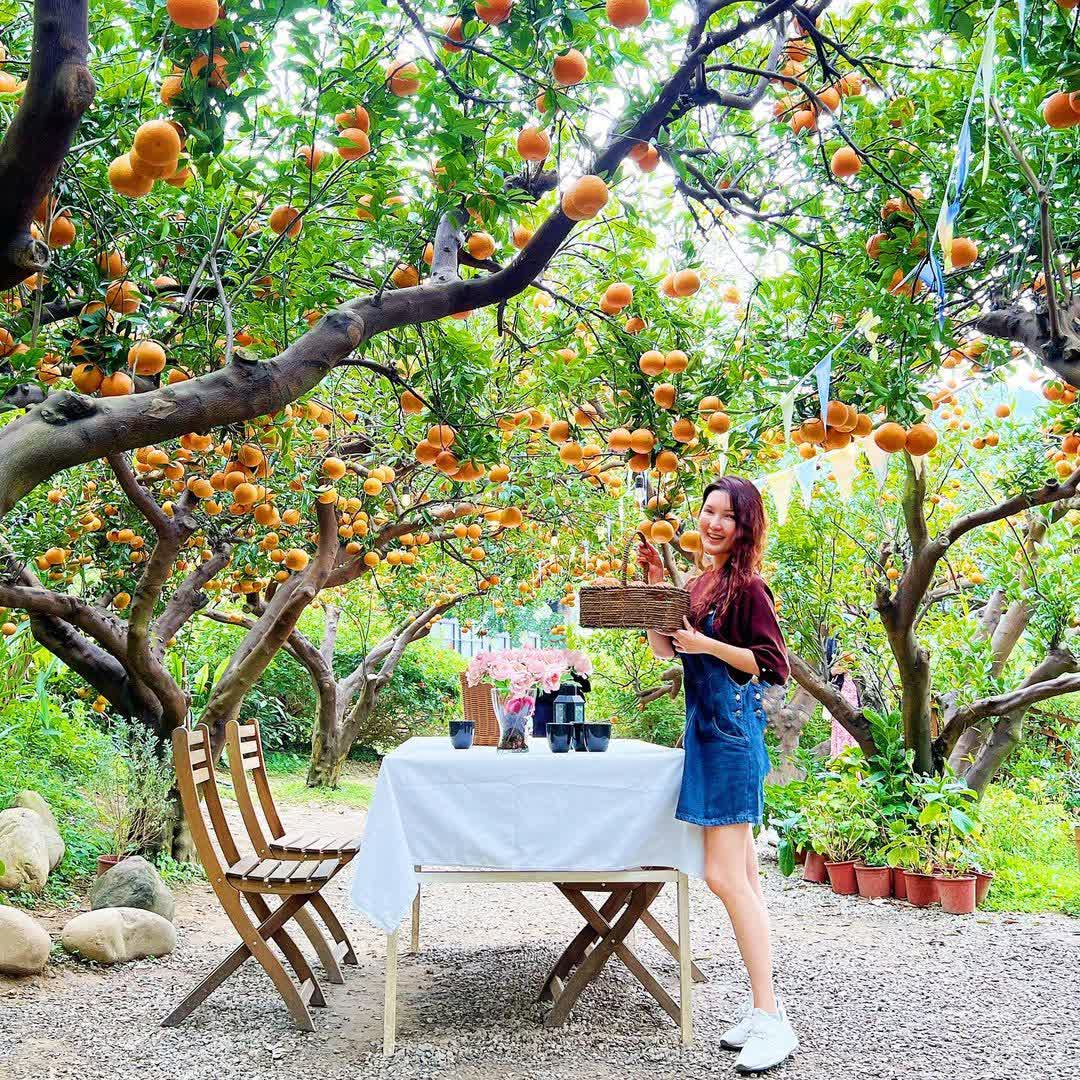 橙香森林 | 去趣 chicTrip