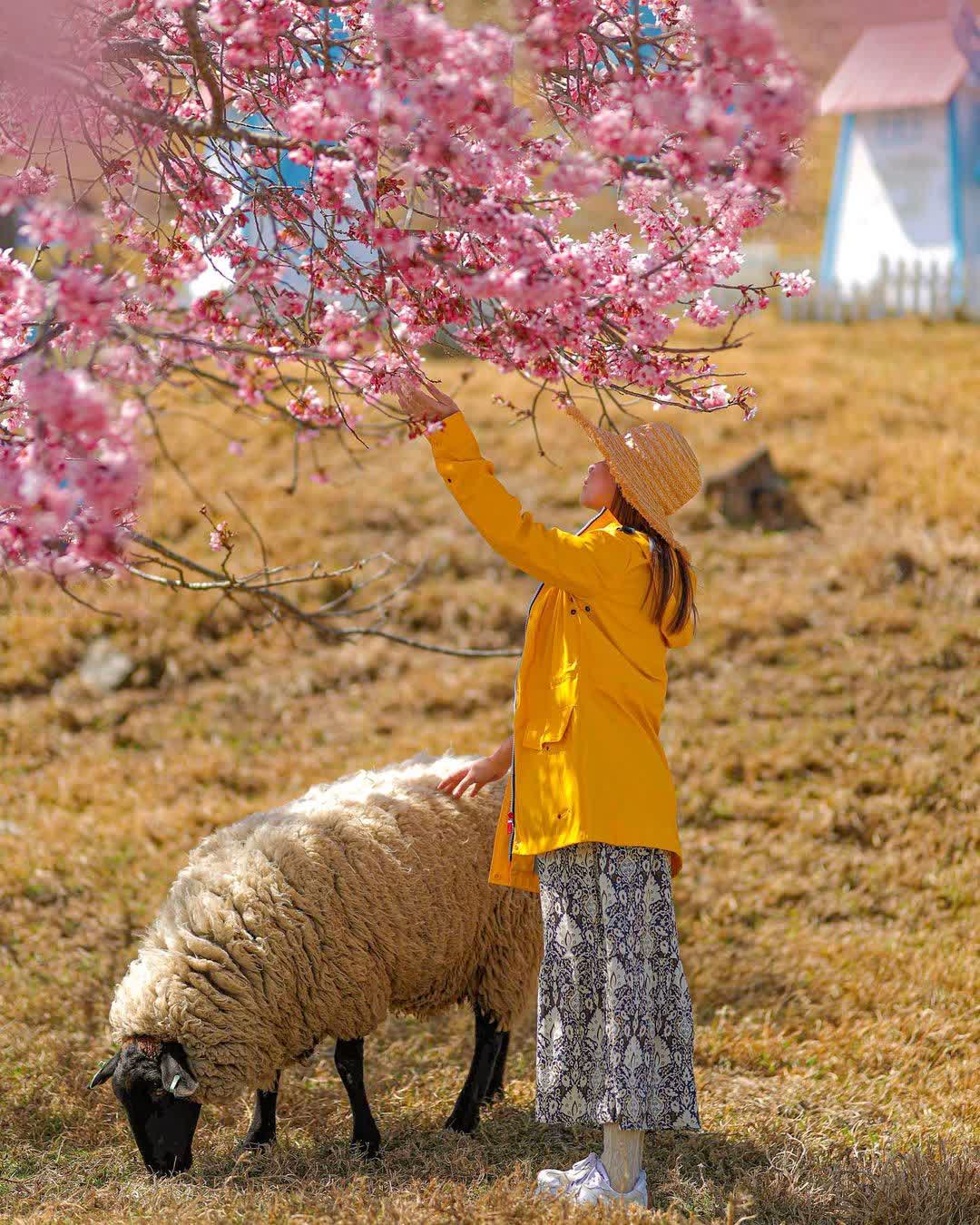 清境農場綿羊秀 | 去趣 chicTrip