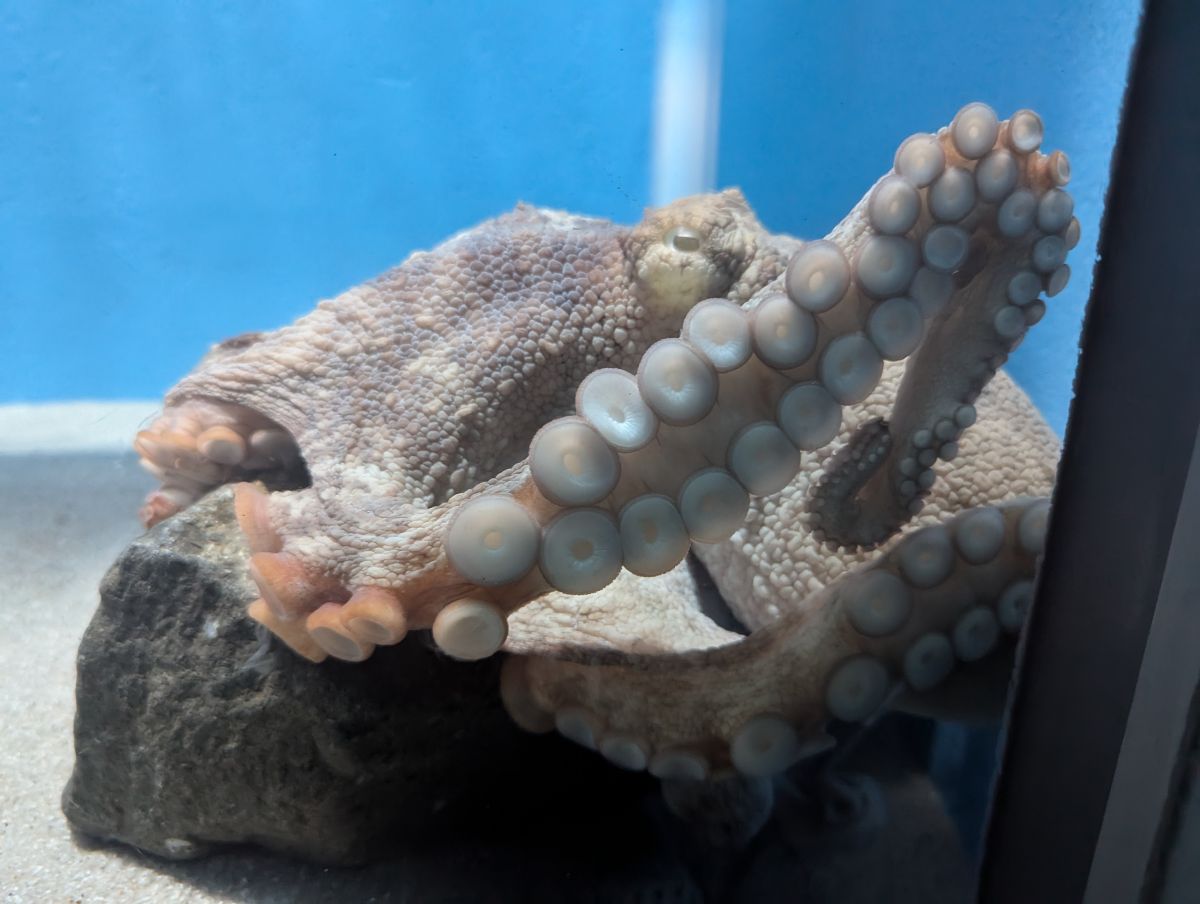 名古屋港水族館 | 去趣 chicTrip