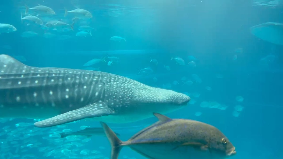 海遊館 | 去趣 chicTrip