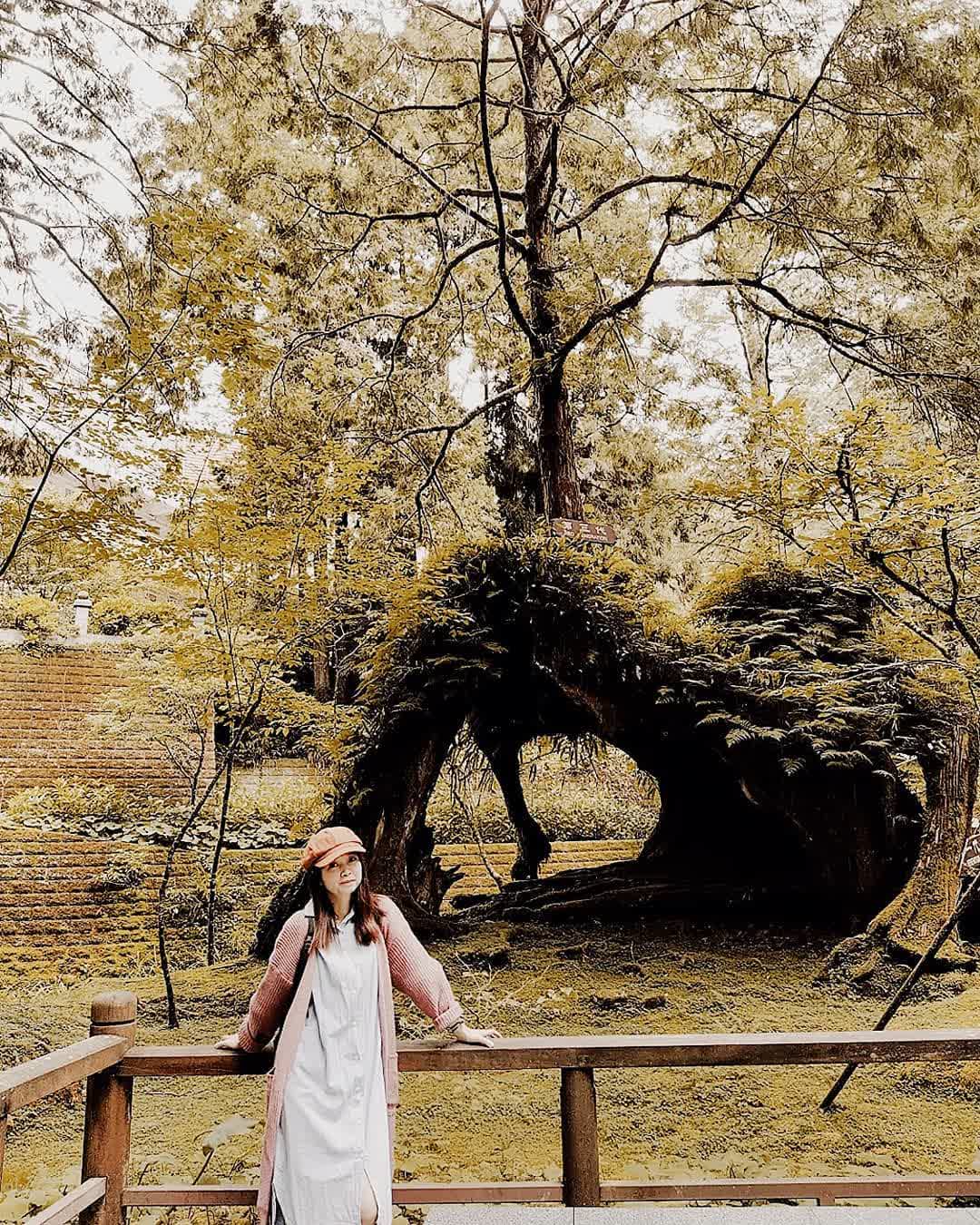 阿里山國家森林遊樂區 | 去趣 chicTrip