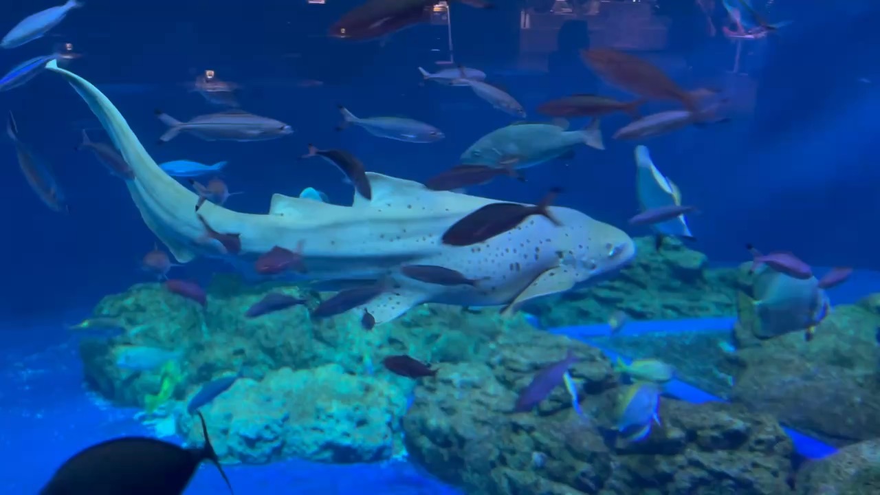 DMM Kariyushi水族館 | 去趣 chicTrip