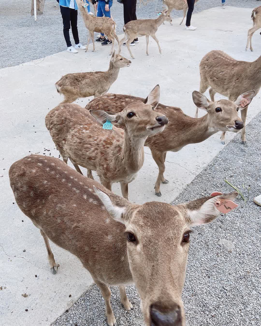 鹿境梅花鹿生態園區