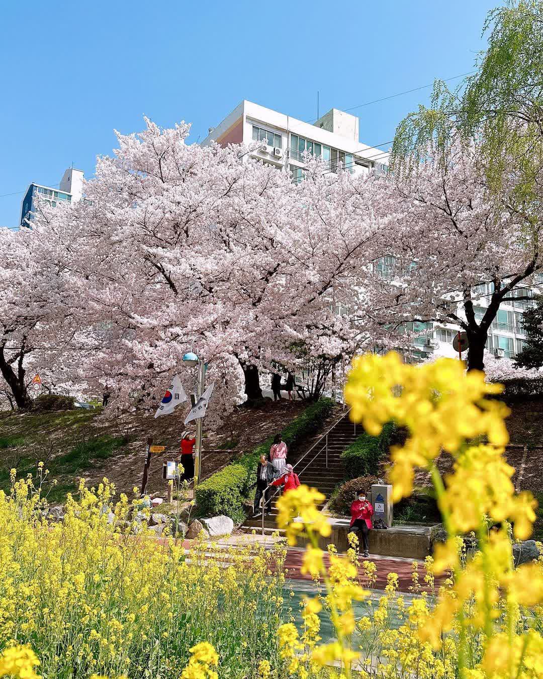 Oncheon-cheon | 去趣 chicTrip