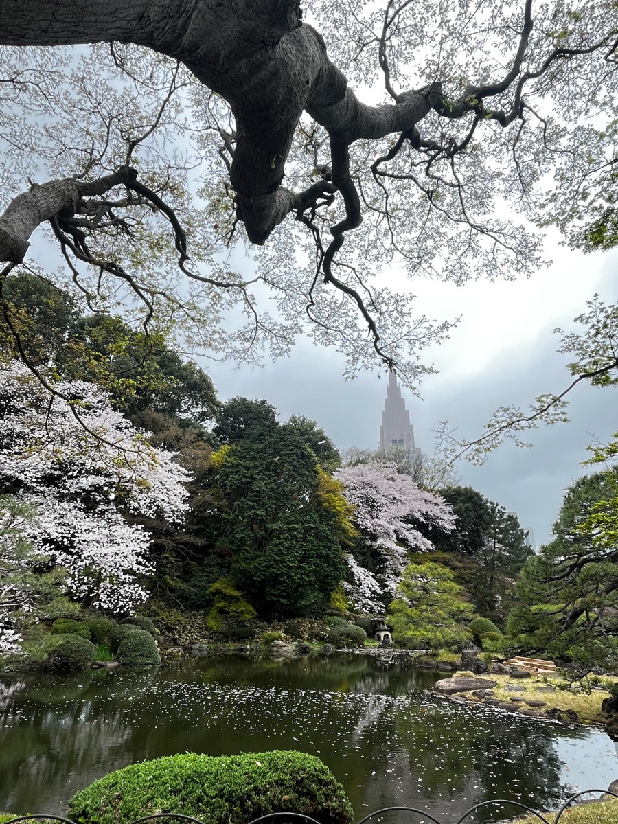 新宿御苑 | 去趣 chicTrip