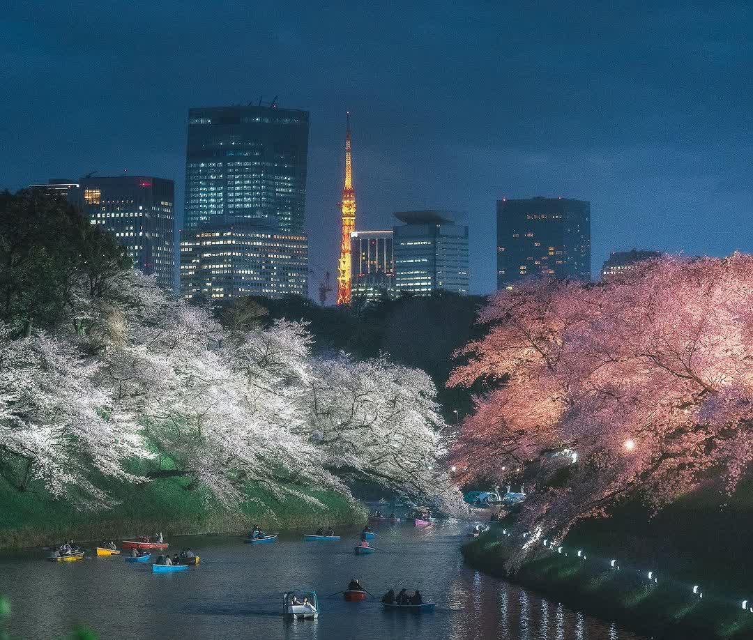 Chidorigafuchi Park | 去趣 chicTrip