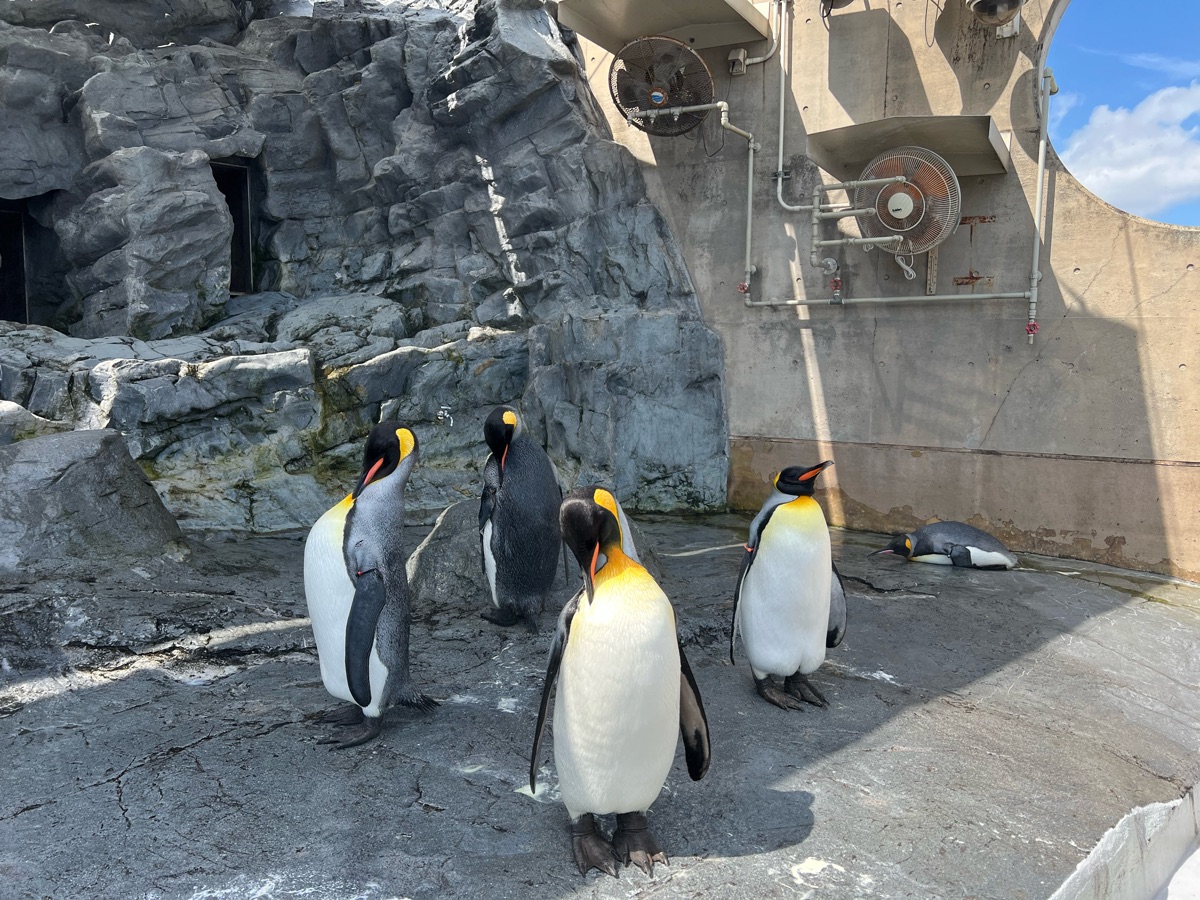 旭山動物園 | 去趣 chicTrip