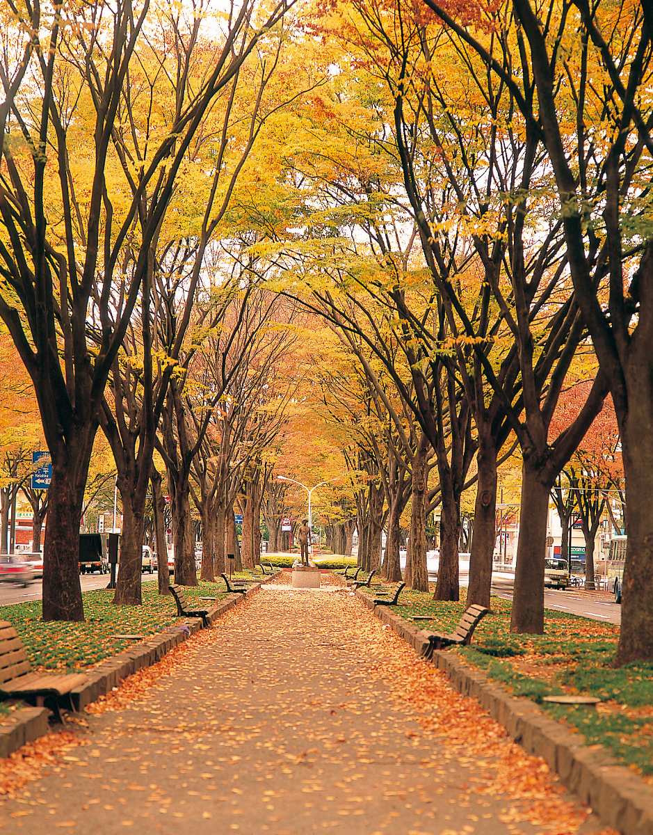 定禅寺通 ケヤキ並木 | 去趣 chicTrip