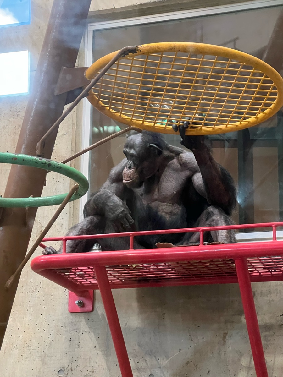 旭山動物園 | 去趣 chicTrip