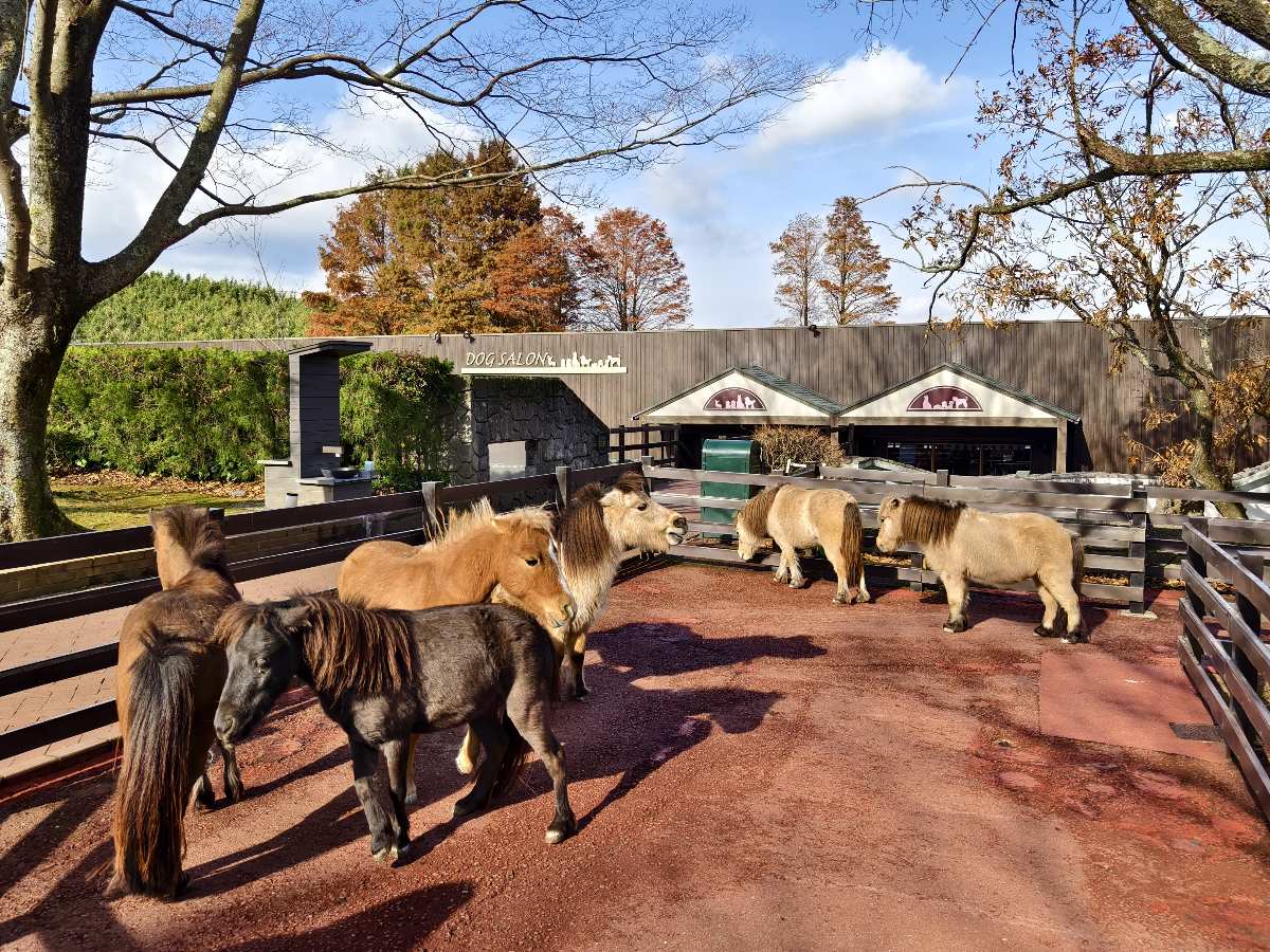 九州自然動物園 | 去趣 chicTrip