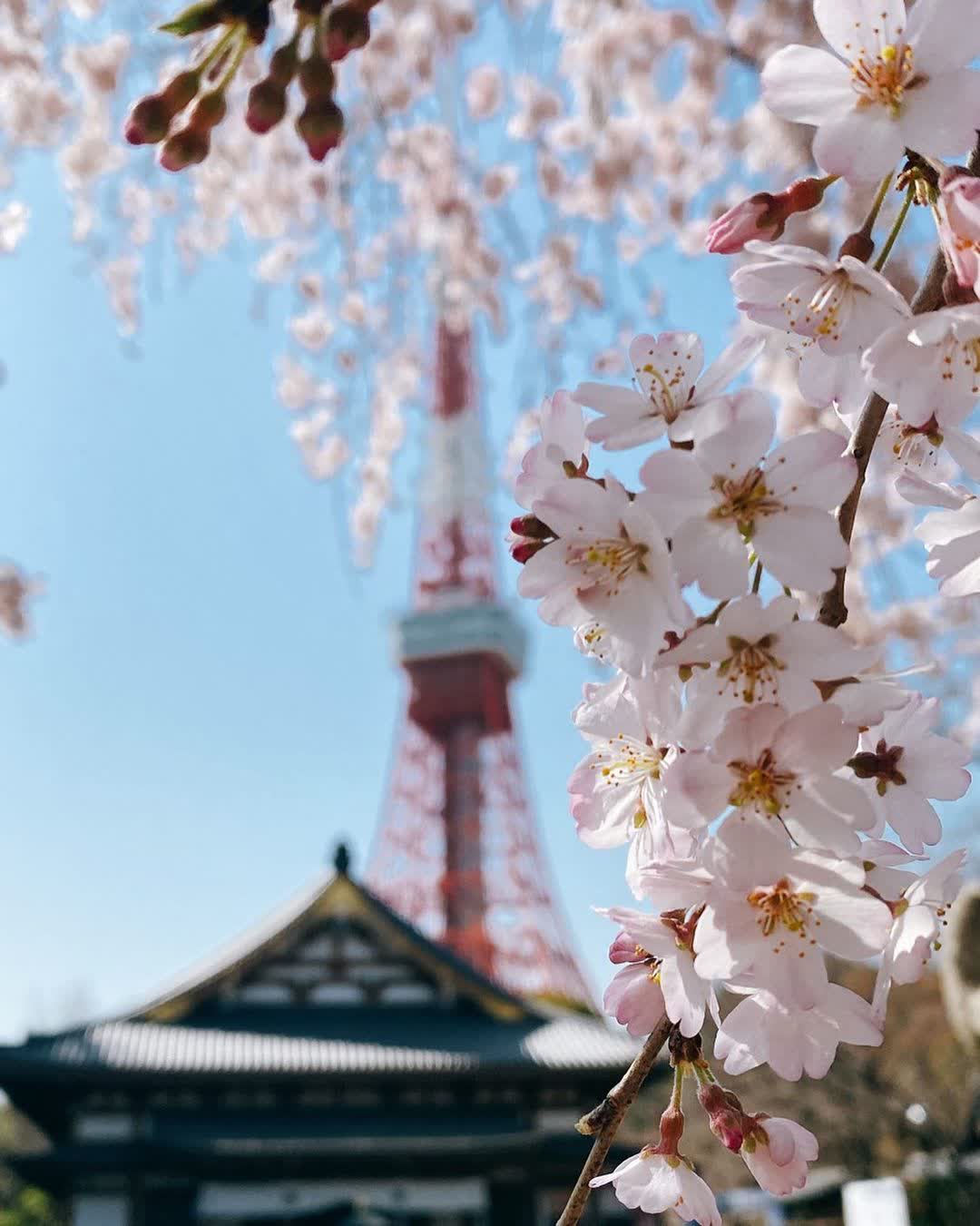 增上寺 | 去趣 chicTrip